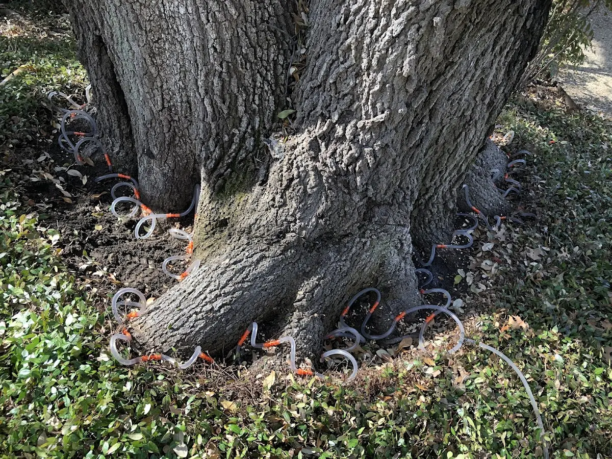 Detailed Tree Cabling and Bracing job site in Greensboro