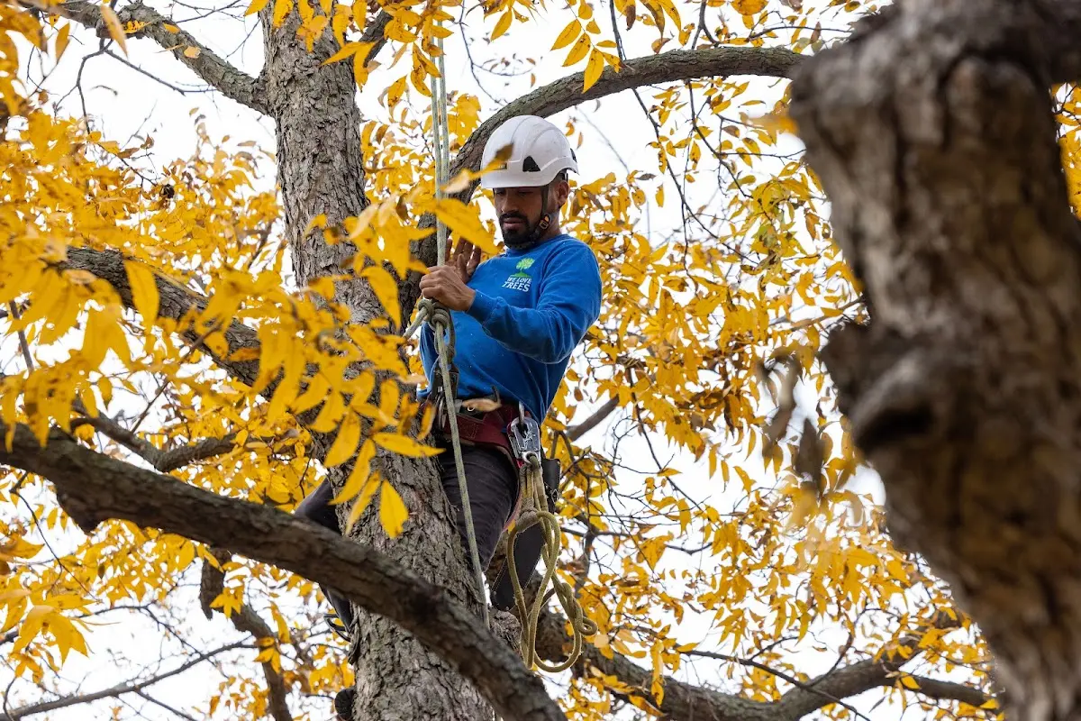 Skilled Tree Disease Treatment crew working in Greensboro